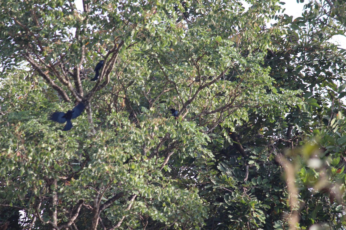 Hair-crested Drongo - ML38804961