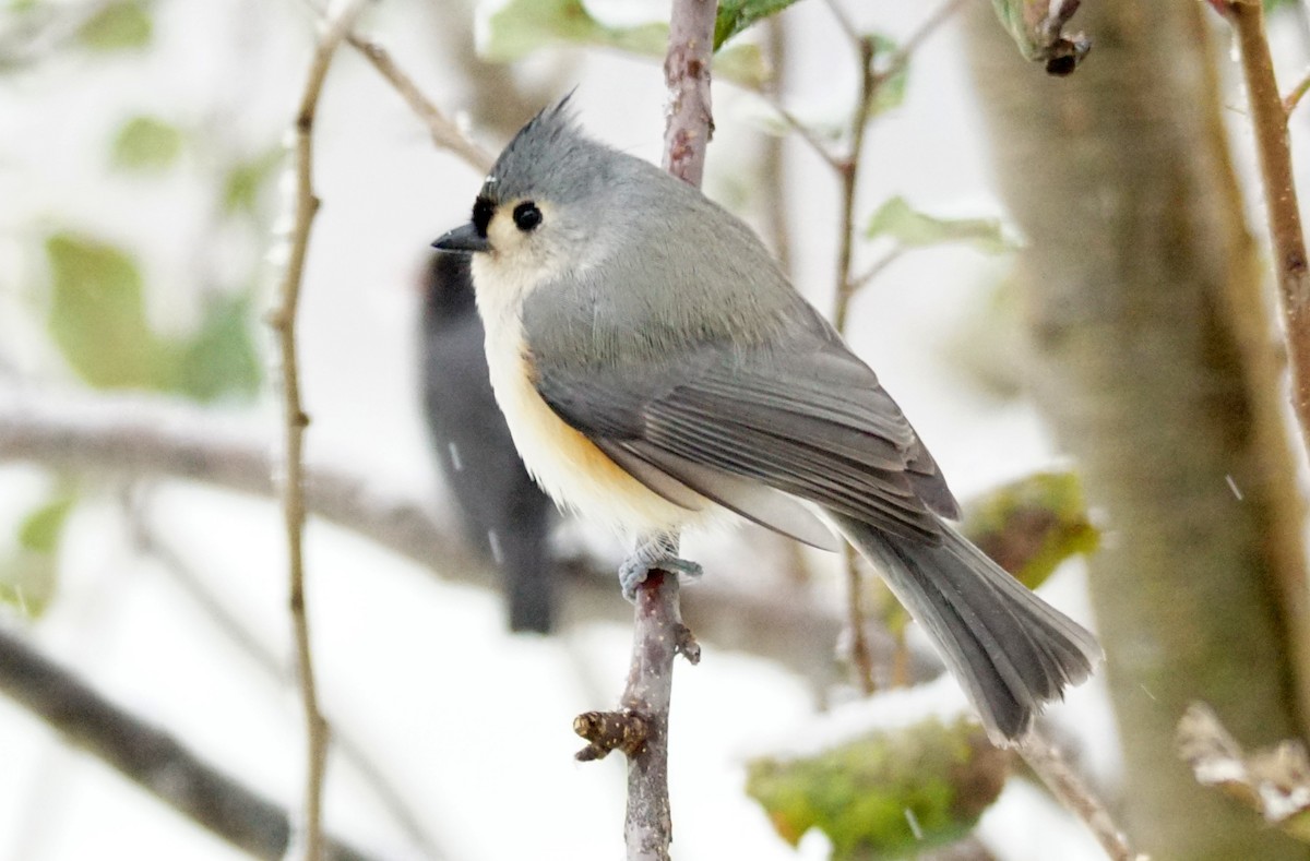 Tufted Titmouse - Dennis Mersky