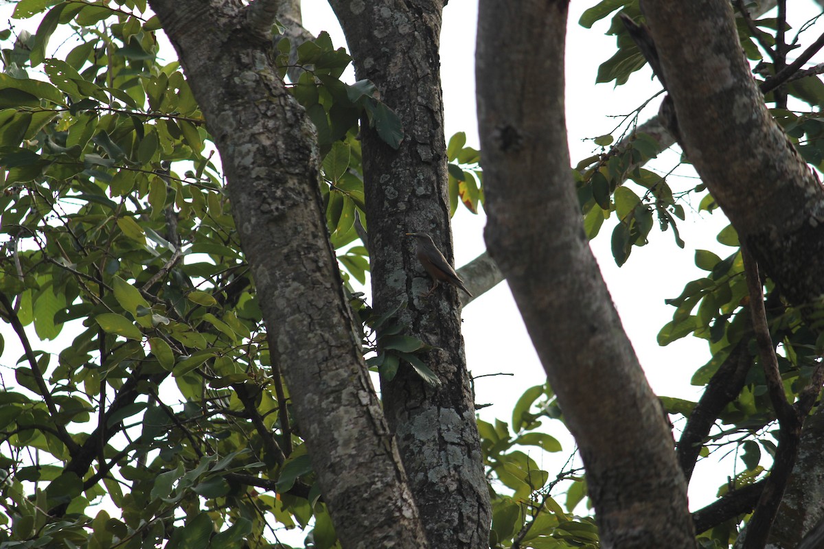 Chestnut-tailed Starling - ML38805031