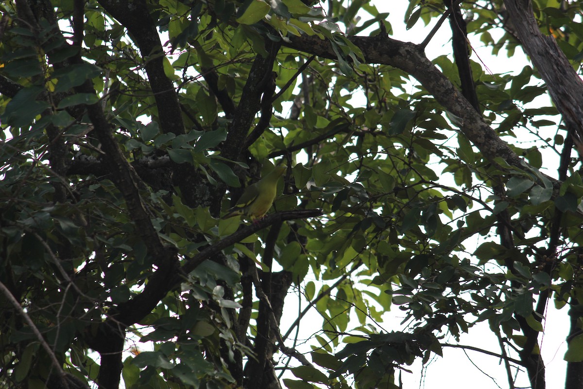 Orange-breasted Green-Pigeon - ML38805041