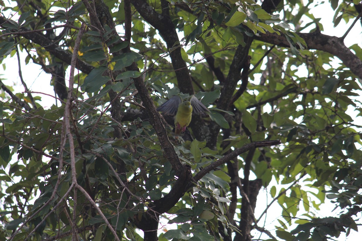 Orange-breasted Green-Pigeon - ML38805051