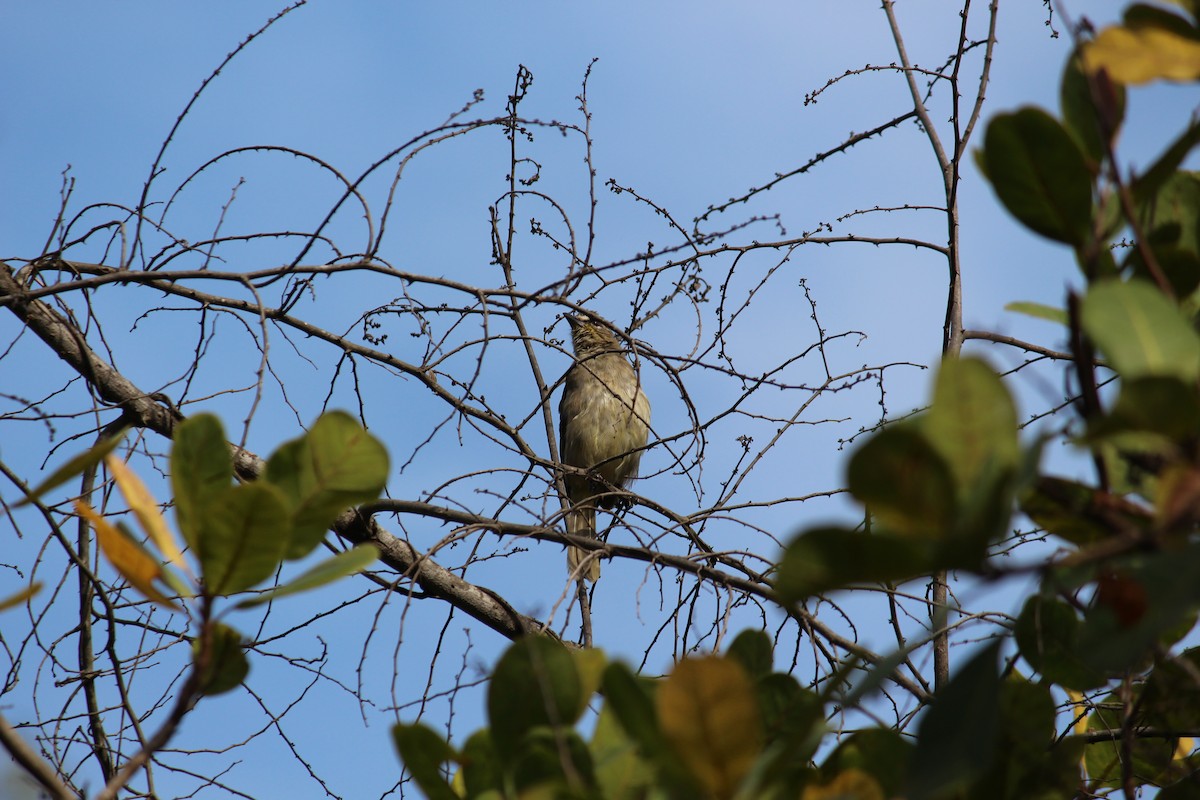 White-browed Bulbul - ML38805061