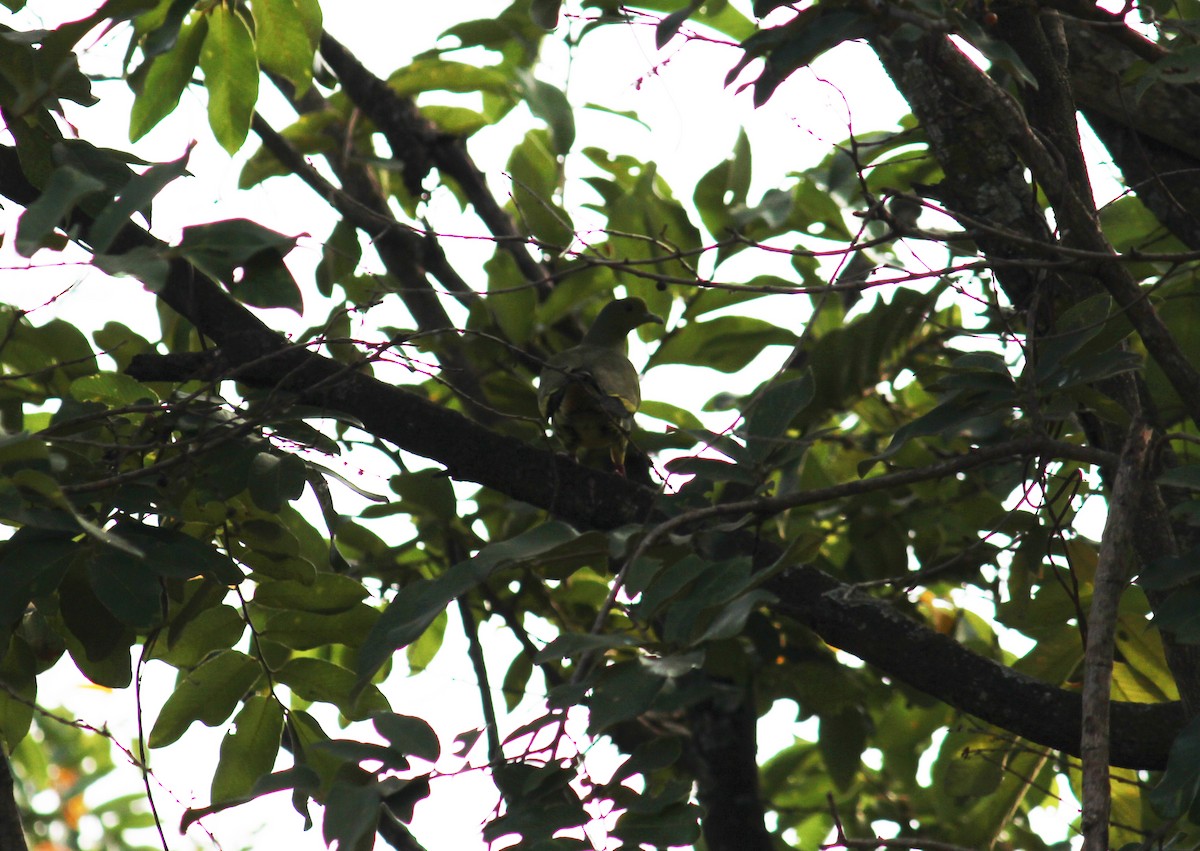 Orange-breasted Green-Pigeon - ML38805071