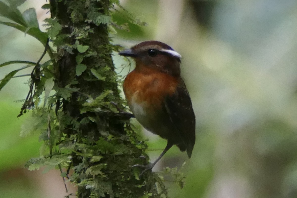 Ash-throated Gnateater - ML388050801