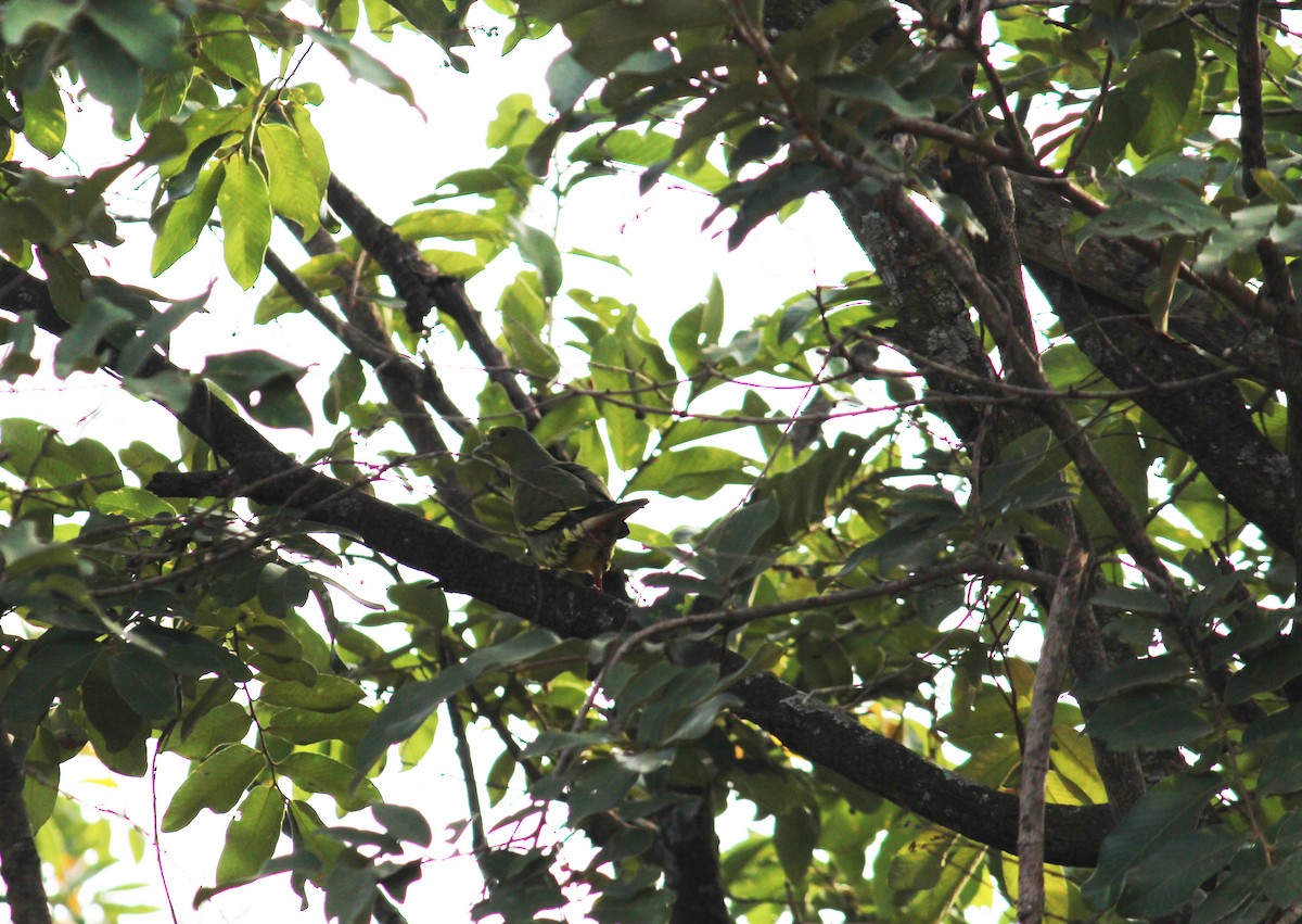 Orange-breasted Green-Pigeon - ML38805081