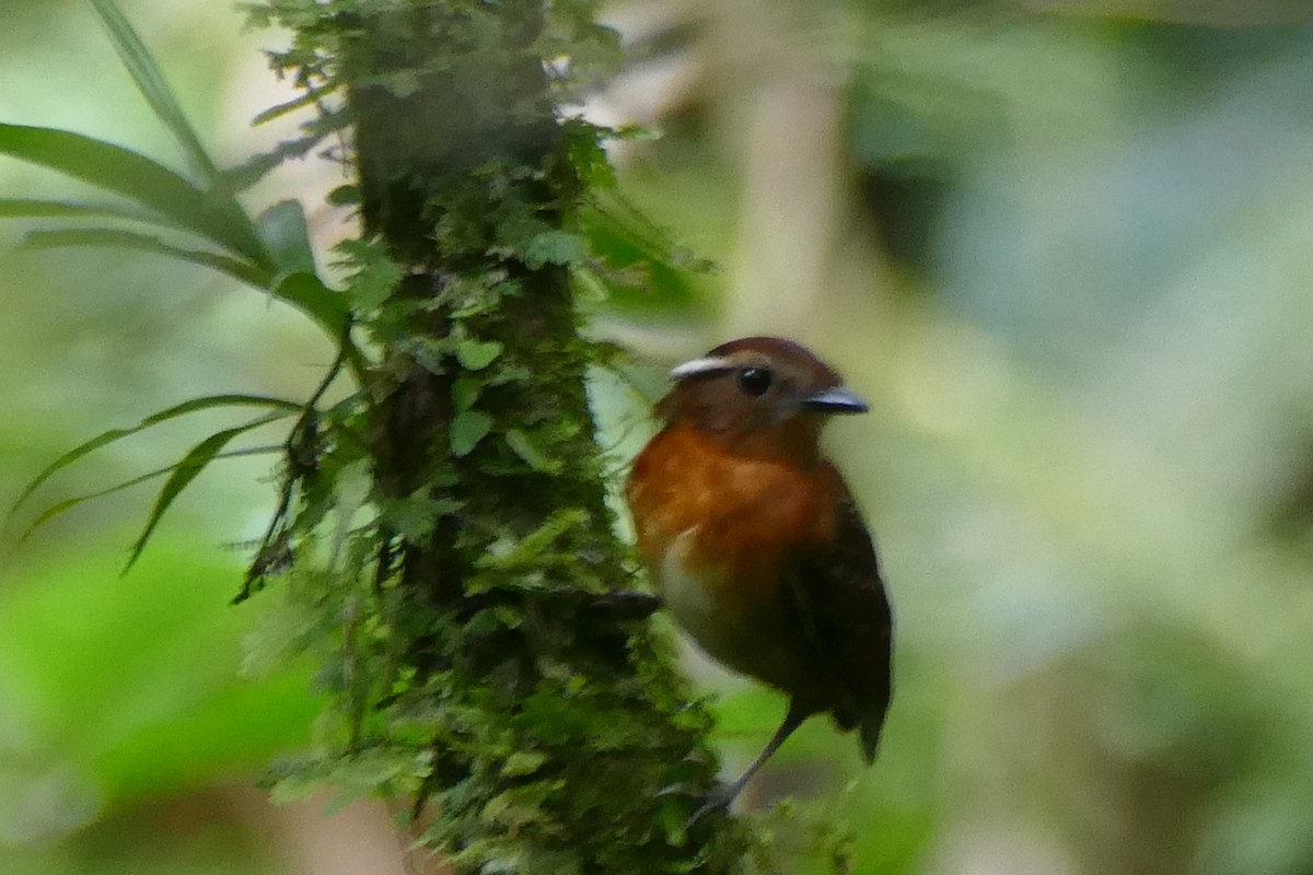 Ash-throated Gnateater - ML388050811