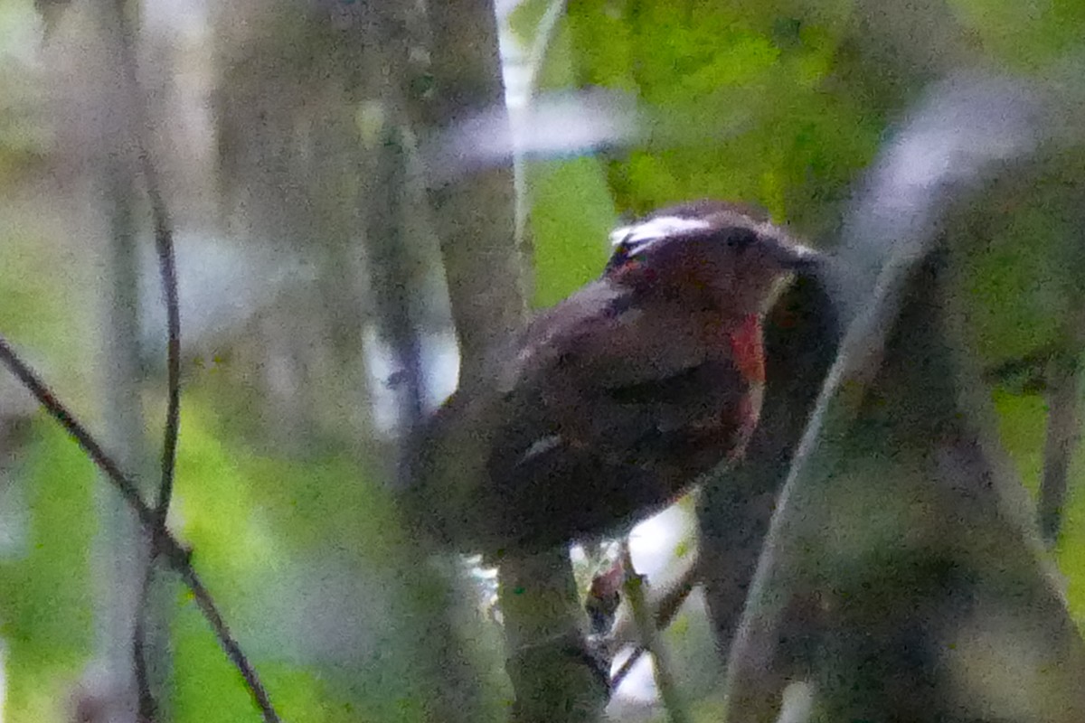 Ash-throated Gnateater - ML388050831