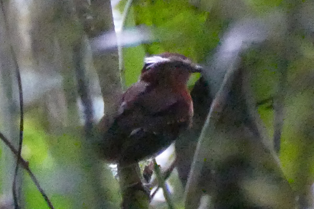 Ash-throated Gnateater - Peter Kaestner