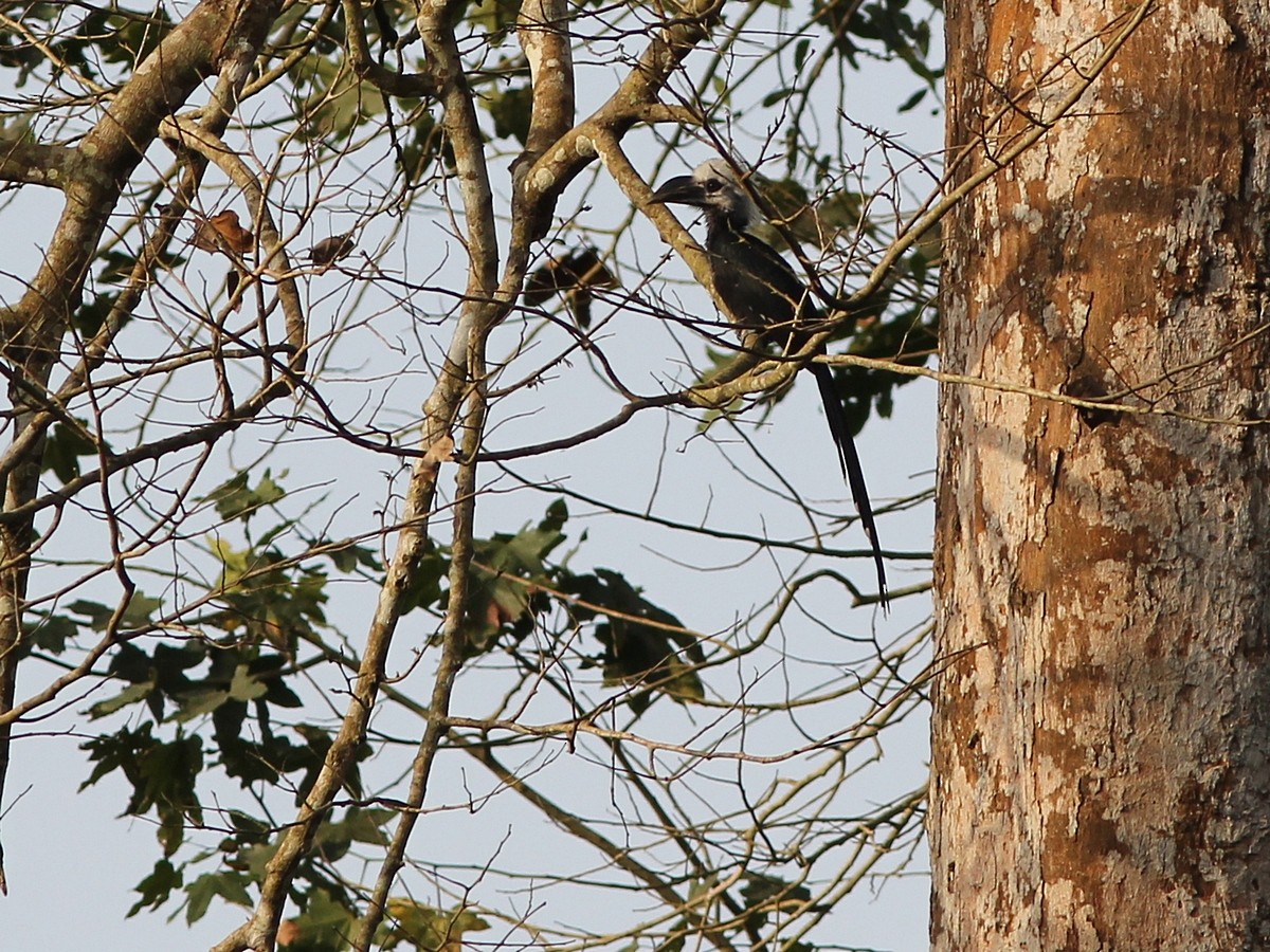 Western Long-tailed Hornbill - ML388050941