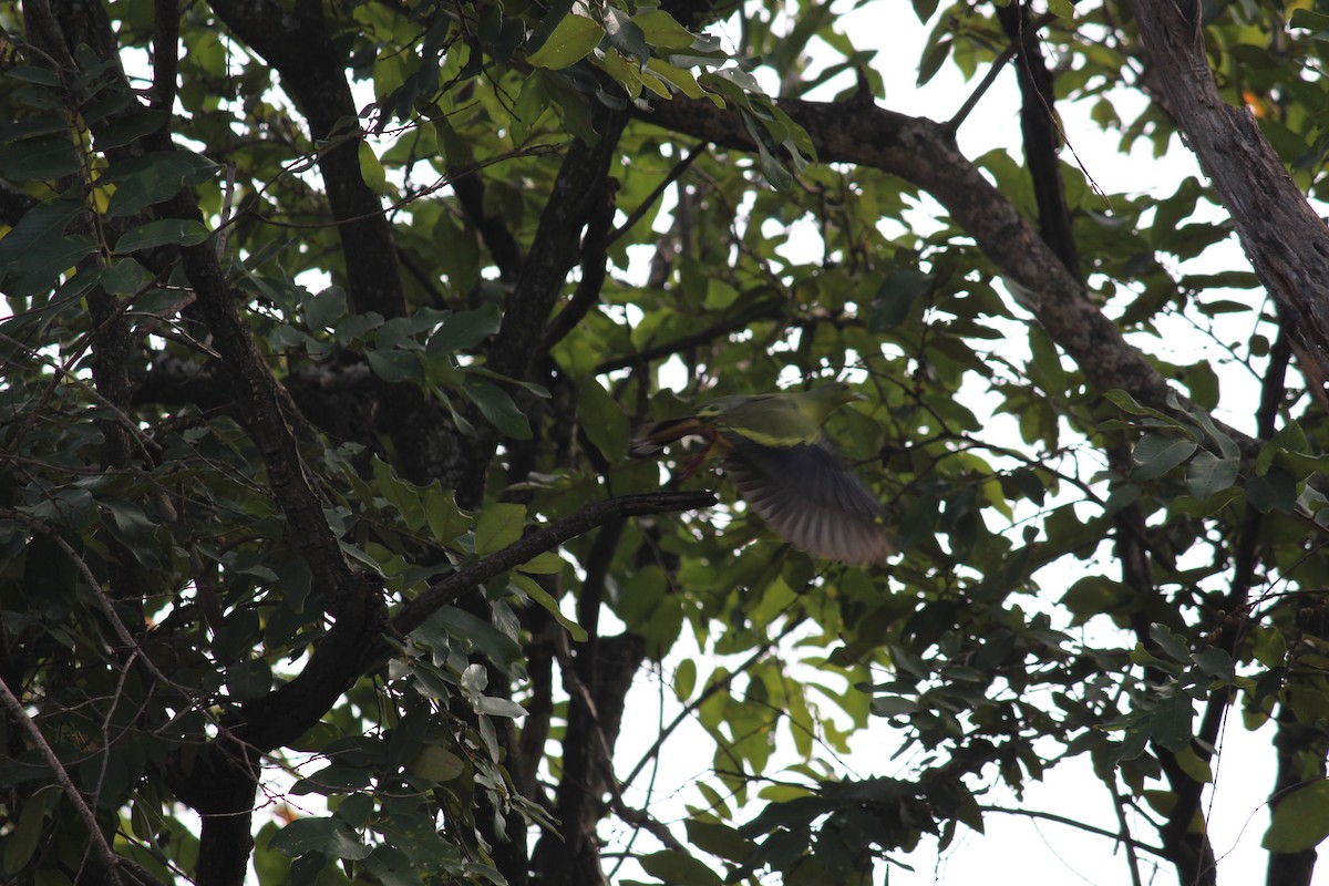 Orange-breasted Green-Pigeon - ML38805131