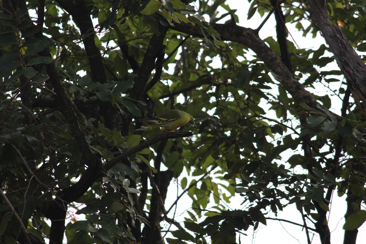 Orange-breasted Green-Pigeon - ML38805151