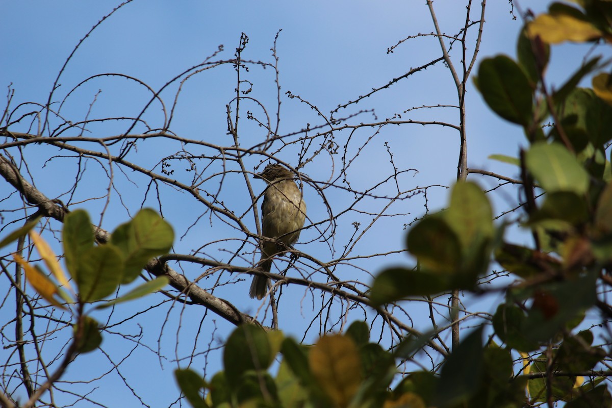 White-browed Bulbul - ML38805191