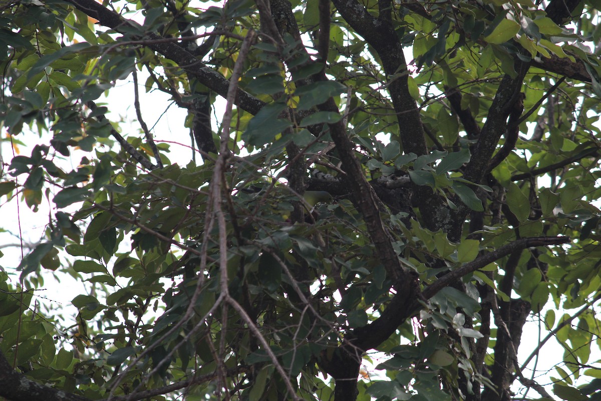 Orange-breasted Green-Pigeon - ML38805211