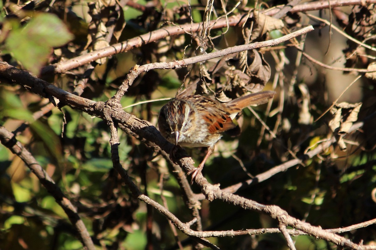 Swamp Sparrow - ML388055571