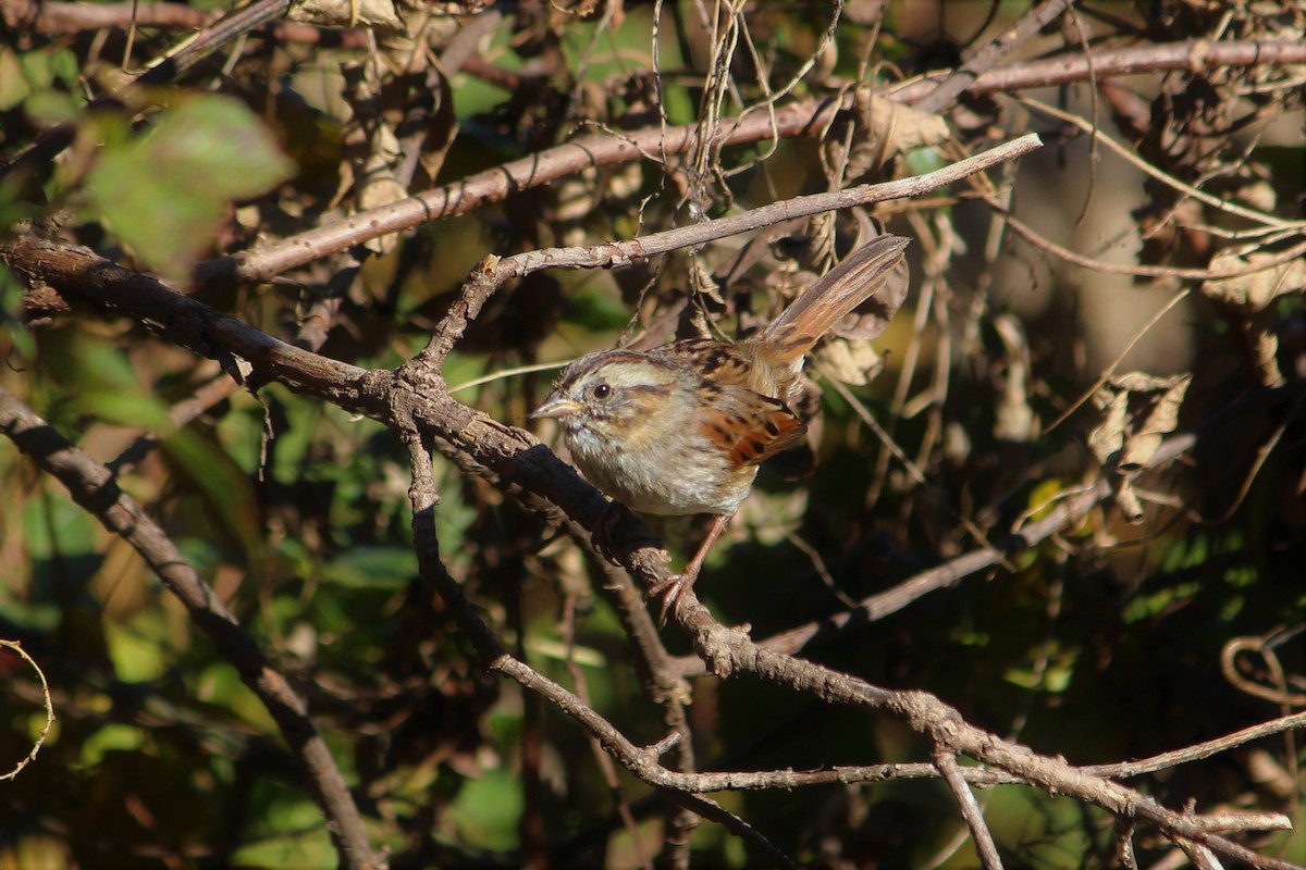 Swamp Sparrow - ML388055581