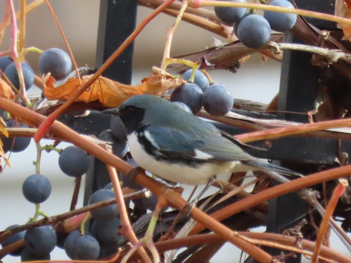 Black-throated Blue Warbler - ML388057641