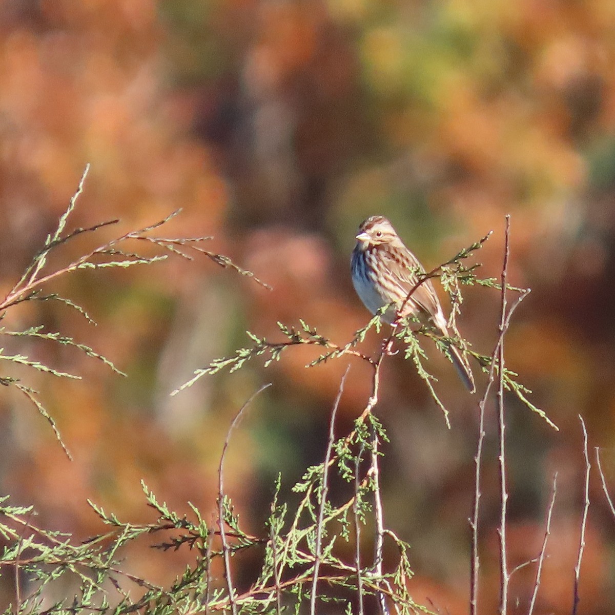 Song Sparrow - ML388058231