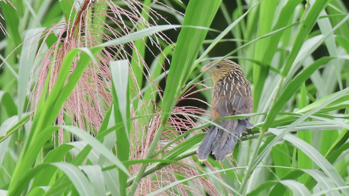 Lesser Coucal - ML388058541