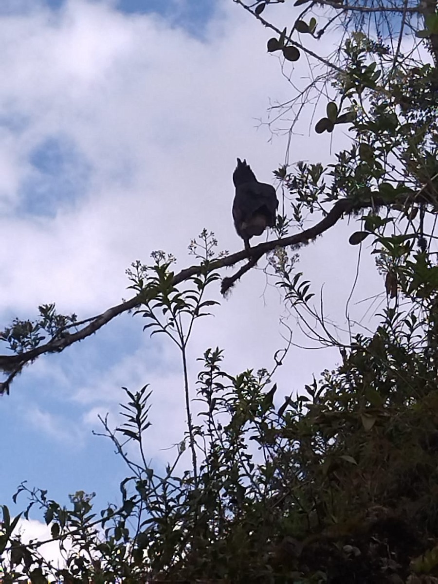 Black-and-chestnut Eagle - ML388058961