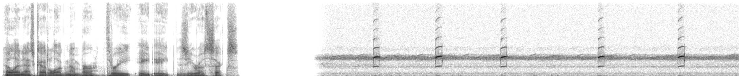 Spring Peeper - ML38806