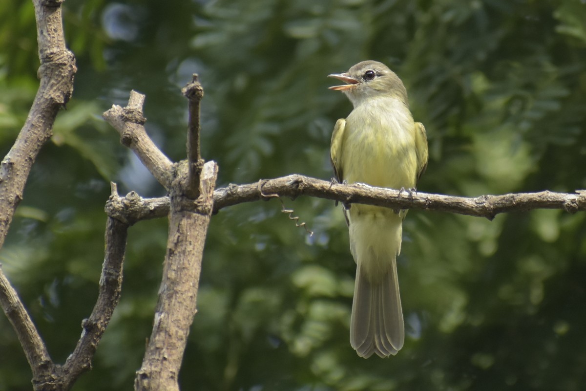 Greenish Elaenia - ML388060031