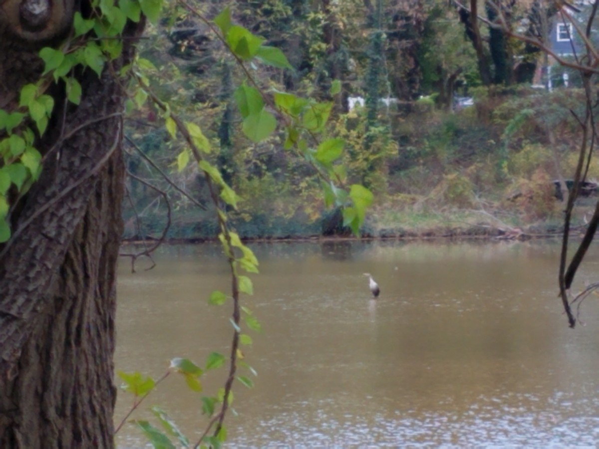 Double-crested Cormorant - ML388060181