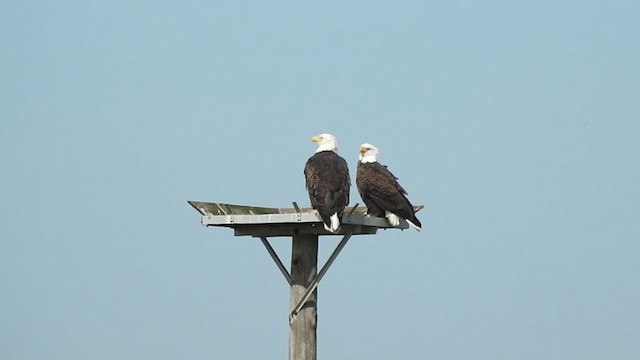 Bald Eagle - ML388060191