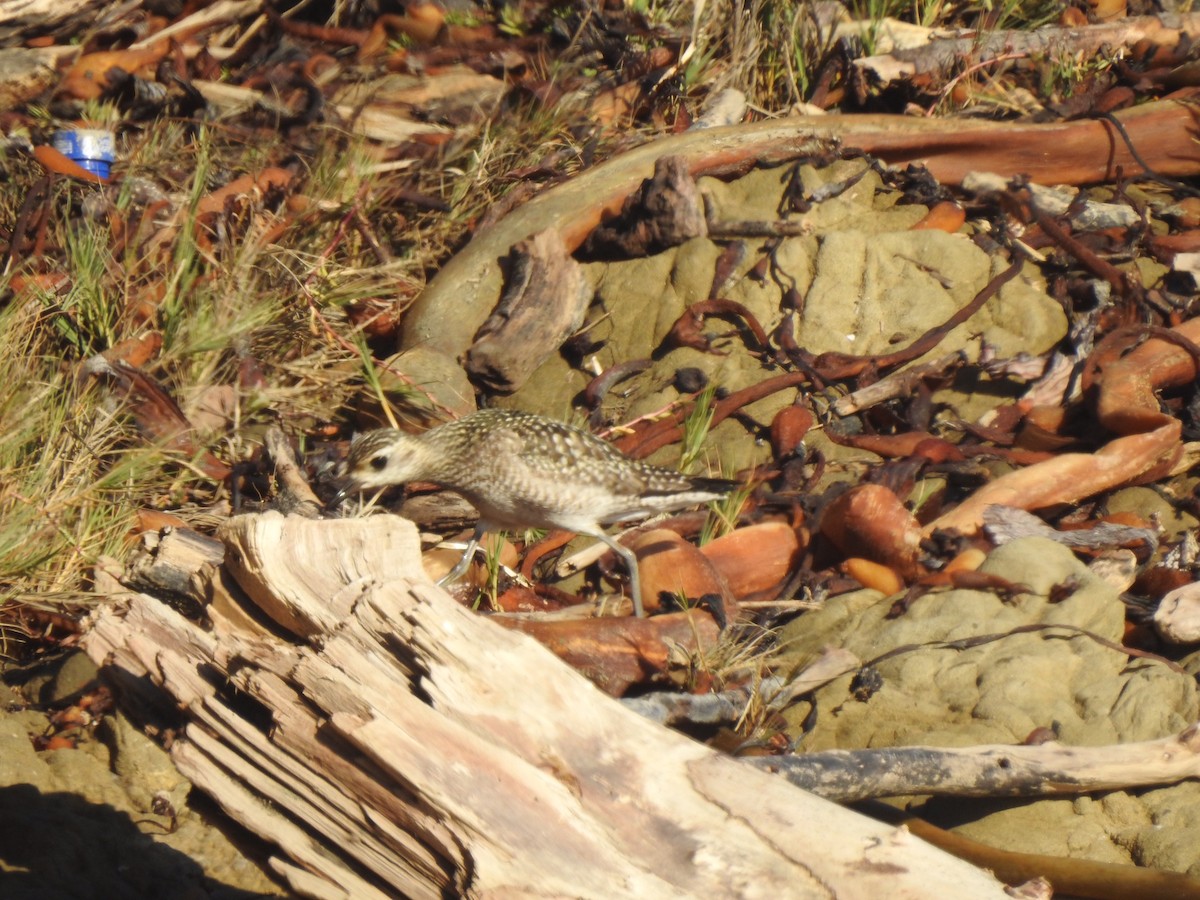 Pacific Golden-Plover - ML388060771