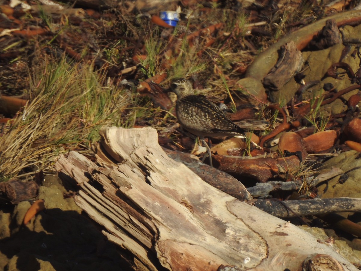 Pacific Golden-Plover - ML388060811