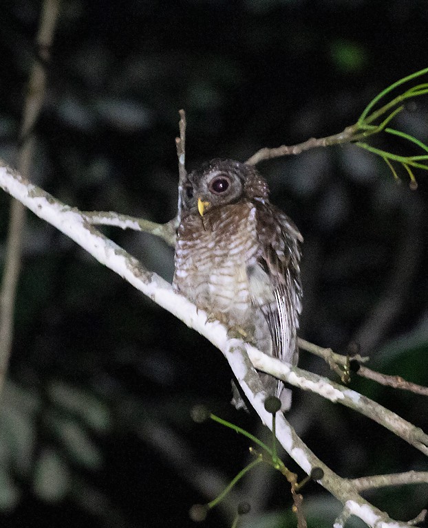 African Wood-Owl - ML388061191