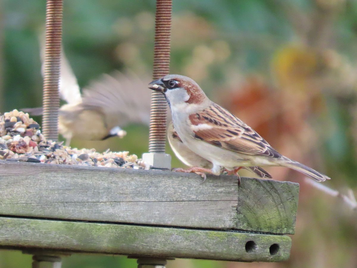House Sparrow - ML388062191