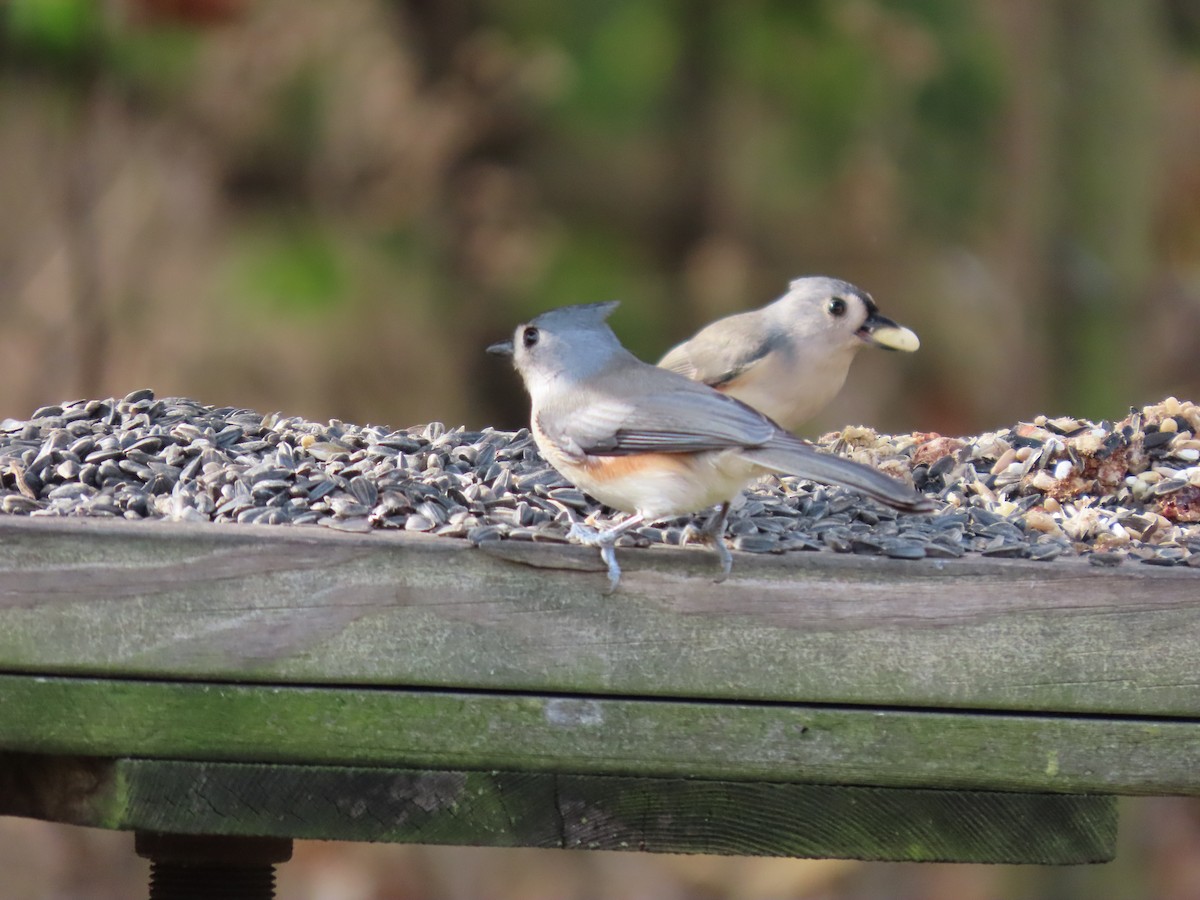 Tufted Titmouse - ML388062341