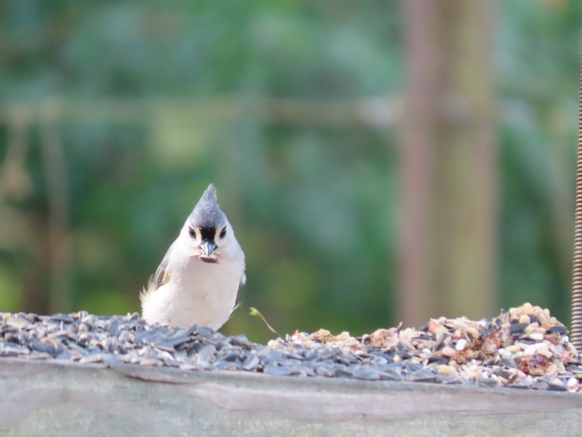 Tufted Titmouse - ML388062351