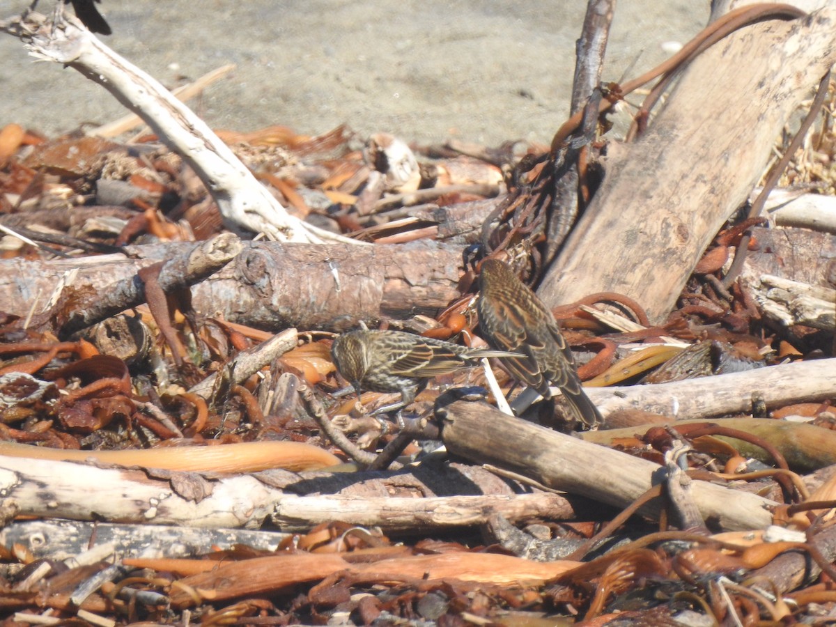 Red-winged Blackbird - ML388062401