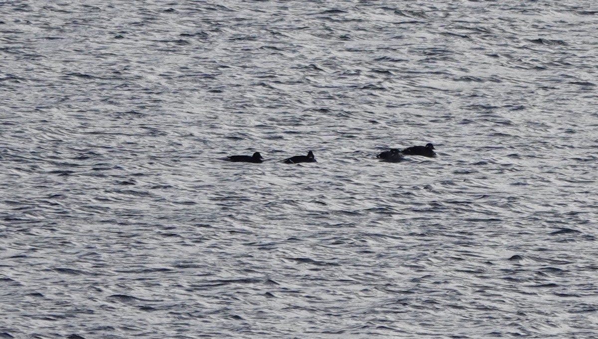 White-winged Scoter - Patricia Cullen