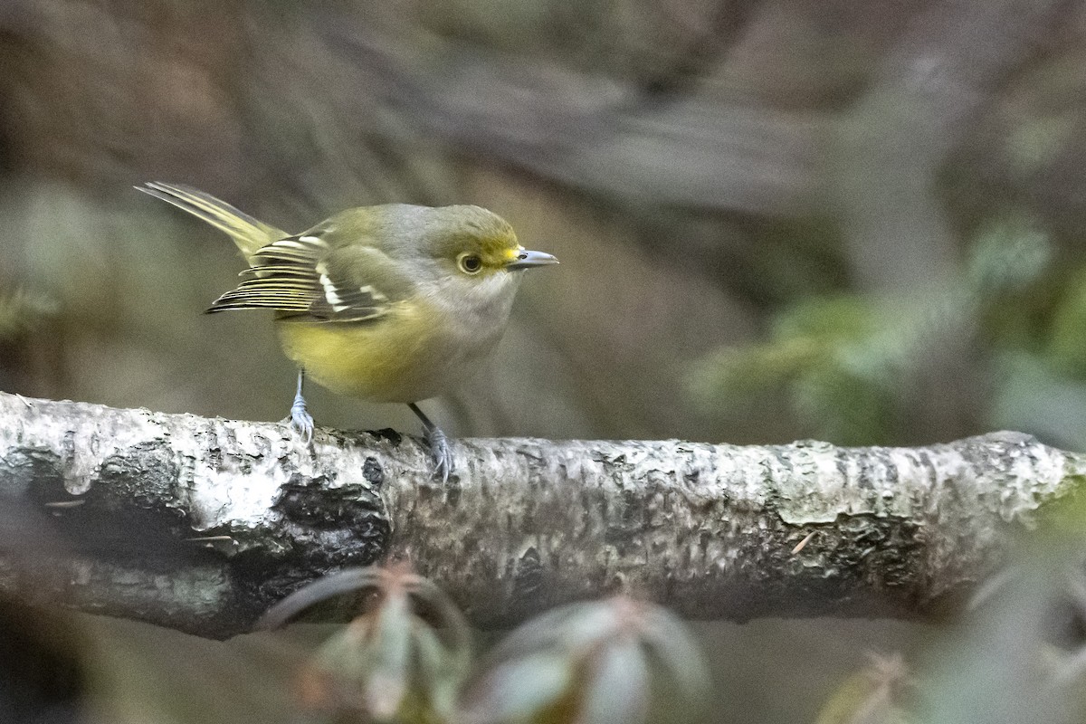 White-eyed Vireo - Steeve R. Baker