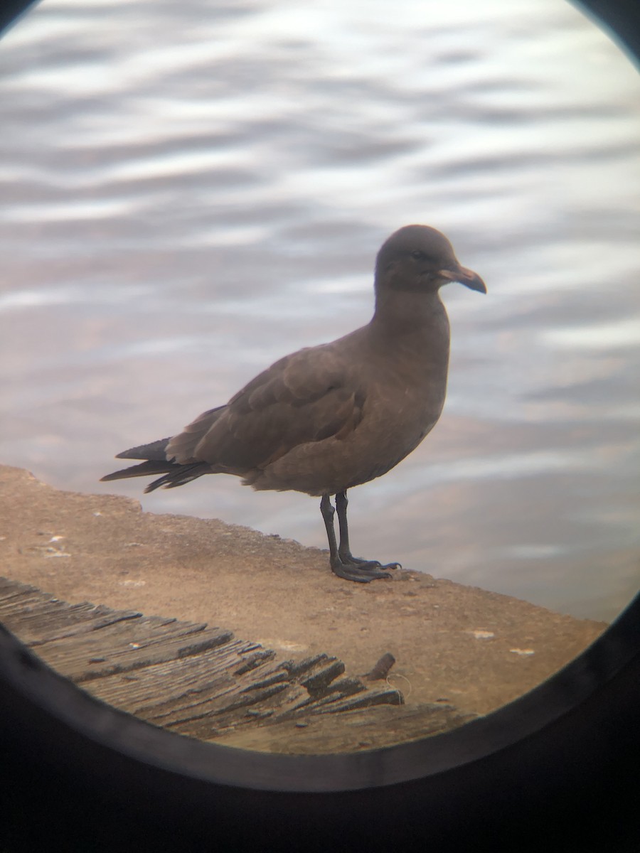 Heermann's Gull - ML388063211