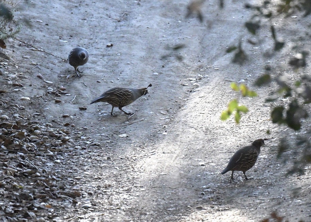 California Quail - ML388063771