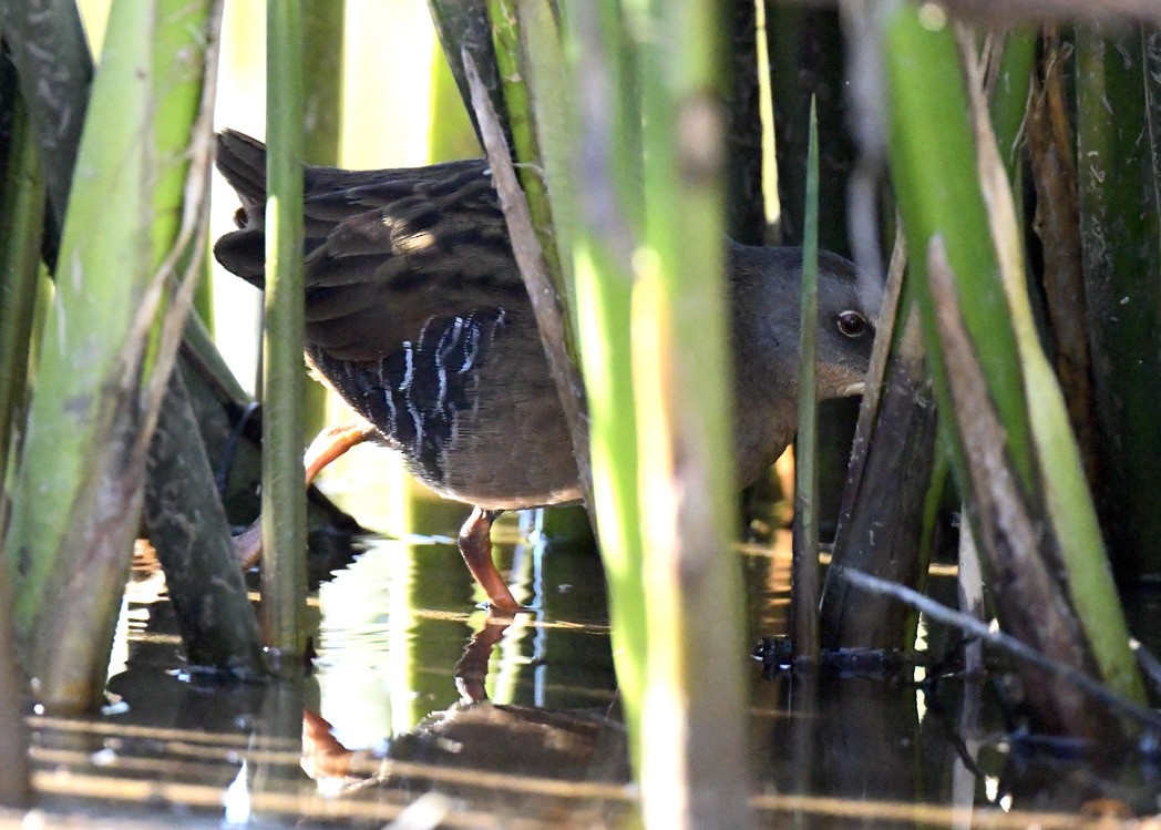 Virginia Rail - ML388063891