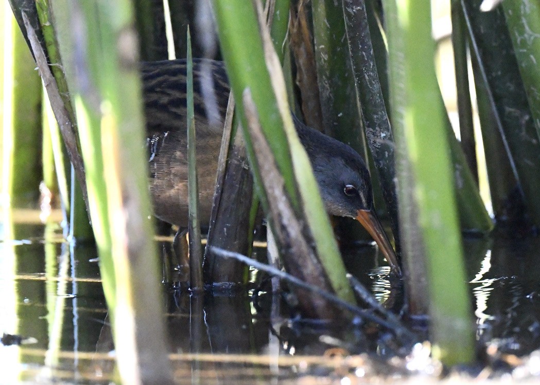 Virginia Rail - ML388063901