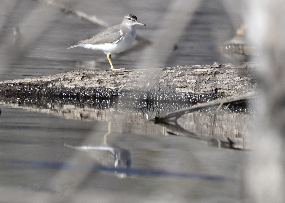 Spotted Sandpiper - Tsaiwei Olee