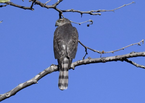 Sharp-shinned Hawk - ML388064011