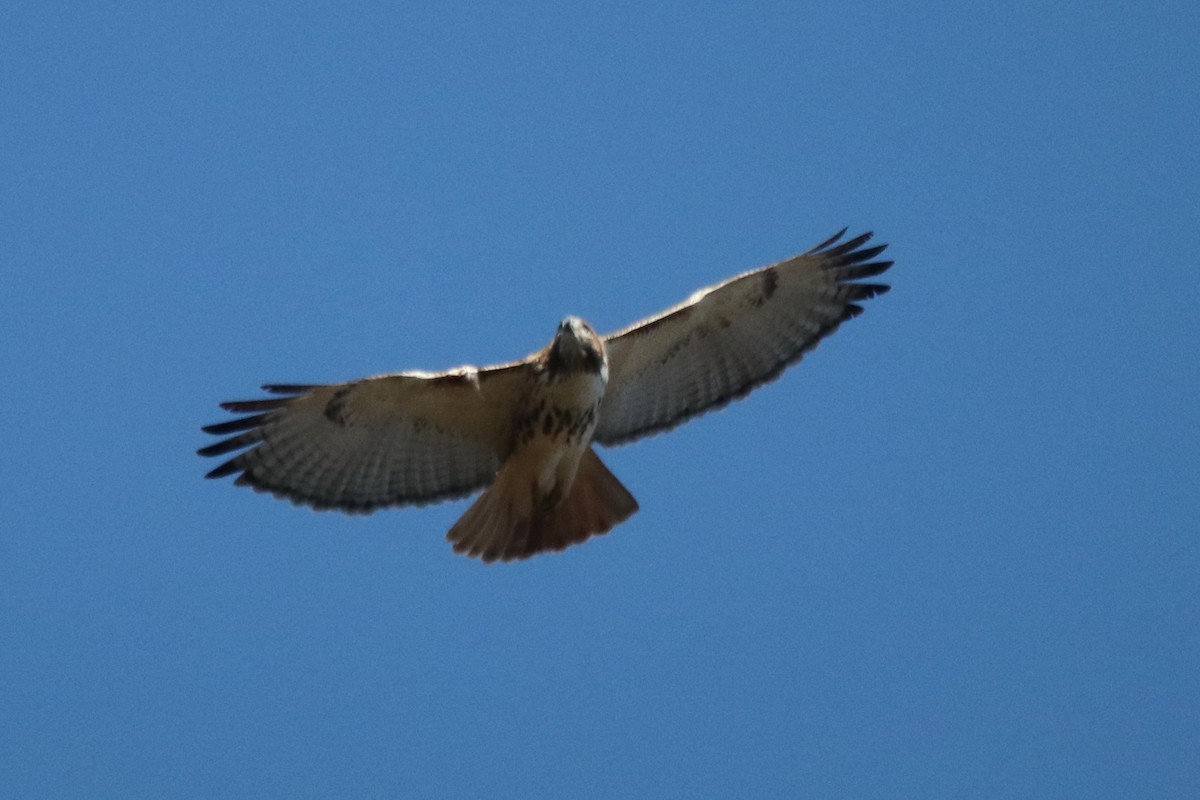 Red-tailed Hawk - ML388064181