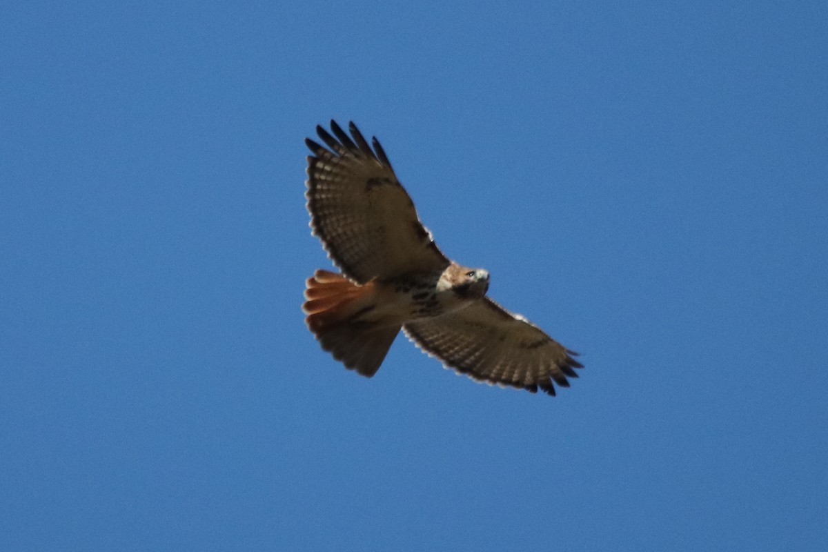 Red-tailed Hawk - ML388064191