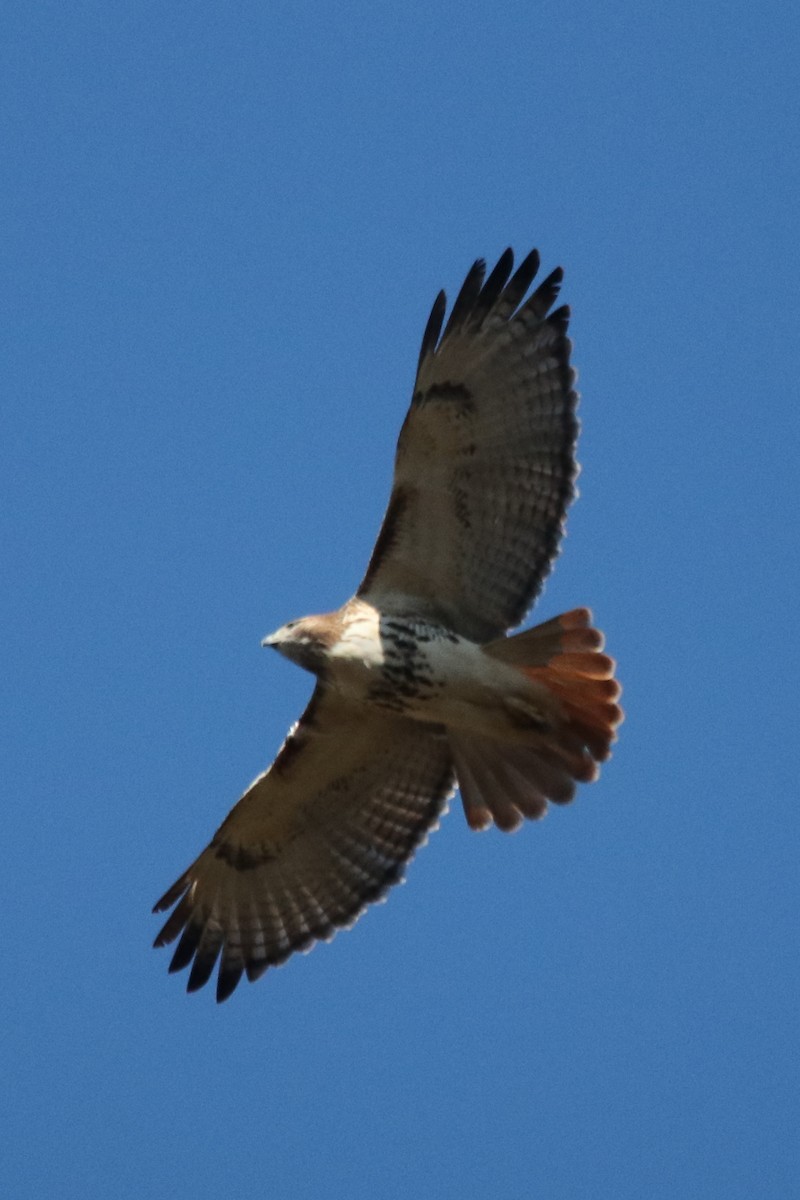 Red-tailed Hawk - ML388064201