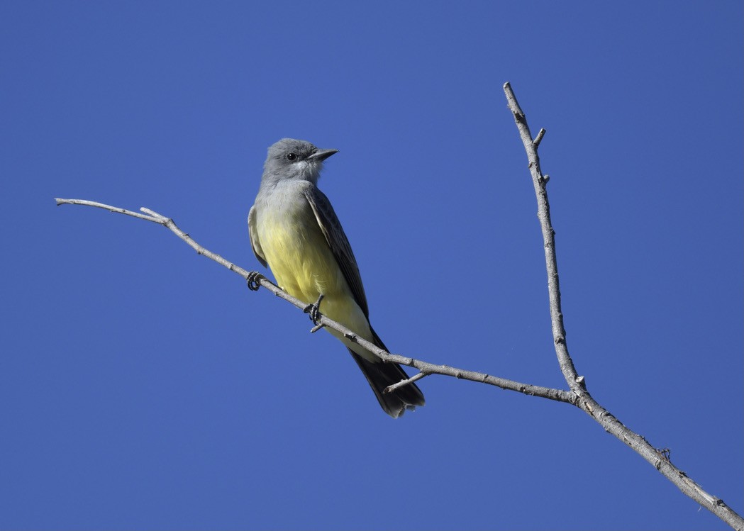 Cassin's Kingbird - ML388064251