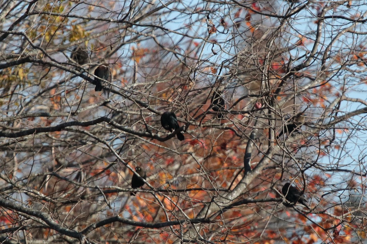 Rusty Blackbird - ML388064271