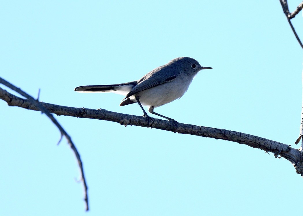 Blue-gray Gnatcatcher - ML388064381