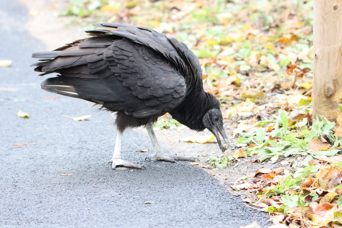 Black Vulture - ML388064401