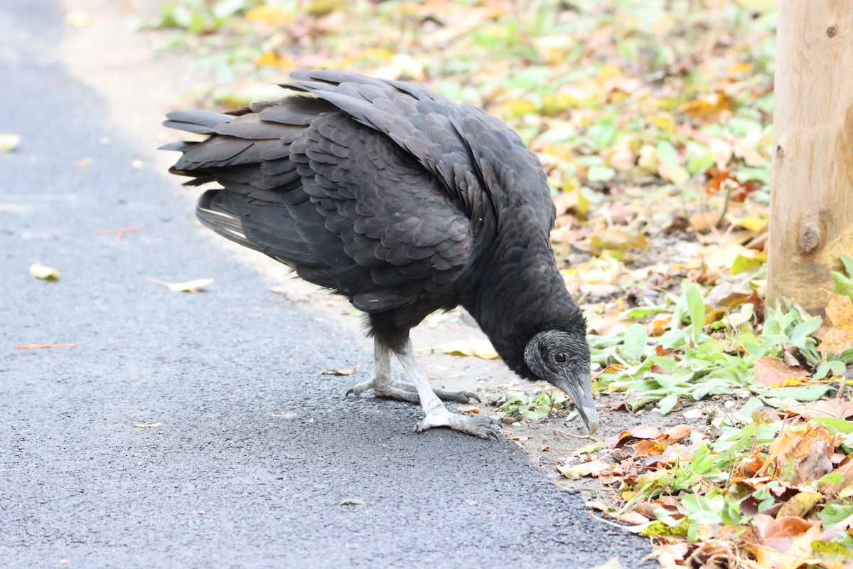 Black Vulture - ML388064421